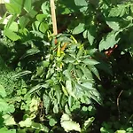 Holidays ホテル 3*